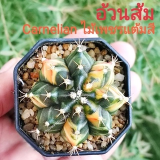 🌵อ้วนส้ม​ 🌵แคคตัส​ Carnelian ไม้เพชรแต้มสี CACTUS​ ไม้เมล็ด​ จัดส่งแบบล้างราก ยิมโน Gymno