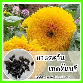 พร้อมส่ง ❗❗ รหัส 068 เมล็ดพันธุ์แท้ OP แท้ทานตะวัน เทดดี้แบร์ - Teddy Bear Sunflower ทานตะวันเตี้ย ดอกปุกปุ้ย สีเหลือง