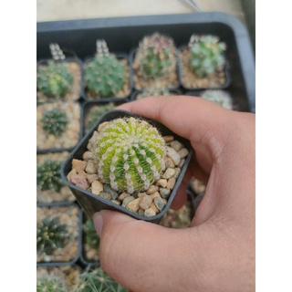 อิชินอปด่าง Echinopsis Variegata 🌄🌵🌄🌵🌄