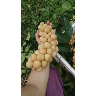 ลองกองตันหยงมัสแท้ เสียบยอดถุุุงใหญ่