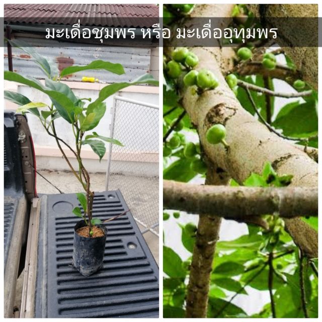 มะเดื่อชุมพร หรือมะเดื่ออุทุมพร/มะเดื่อฉิ่ง