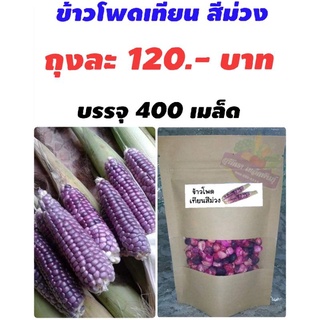 ข้าวโพดเทียน  สีม่วง