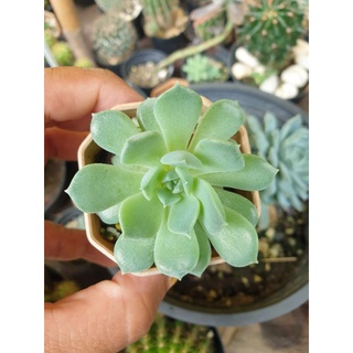 #กุหลาบหิน Echeveria Snow Bunny ใบสีเขียว (ส่งทั้งกระถาง 2นิ้ว)ไม่แถมหินโรย