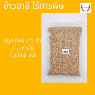 ข้าวสาลี ไร้สารพิษ 1 กก. วัตถุดิบ หลักการทำอาหาร เบเกอรี่ วีแกน อาหารสุขภาพ สินค้าตามฤูกาล