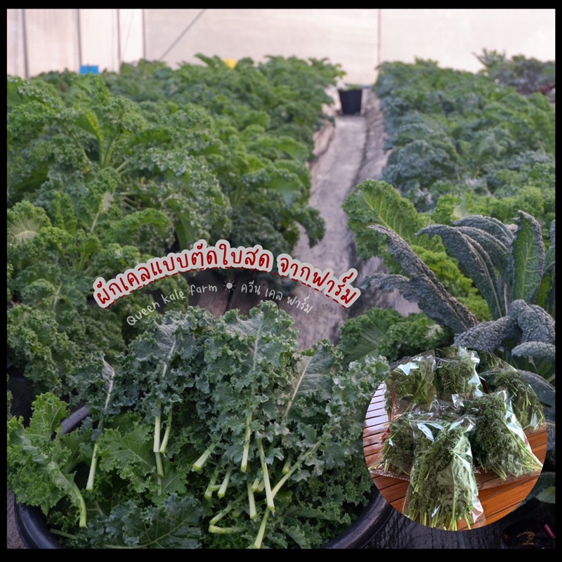 🌈ผักเคลใบหยิกเขียว 500 กรัม ตัดสดตามออเดอร์จากฟาร์ม - รูปที่ 2