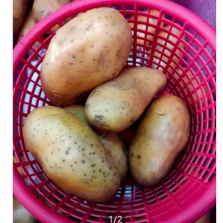 มันฝรั่ง มันตกเกรด ผิวถลอก ราคาประหยัด 1 กิโลกรัม นำไปปลูกได้