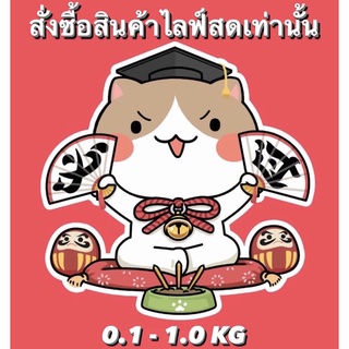 🐈🎋ลิงก์สินค้าซื้อในไลฟ์สดเท่านั้น กดราคาตามที่แม่ค้าแจ้งทางแชทค่ะ🎋🐈