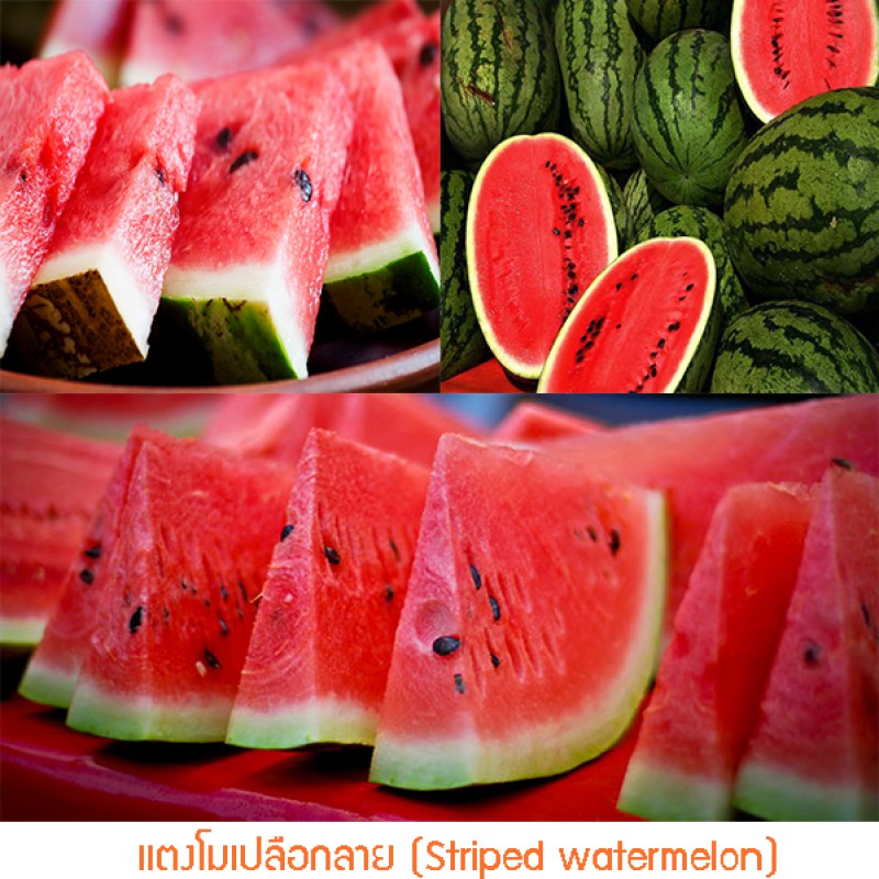 เมล็ดพันธุ์ แตงโมเปลือกลาย (Striped watermelon) ปลูกง่าย ปลูกได้ทั่วไทย