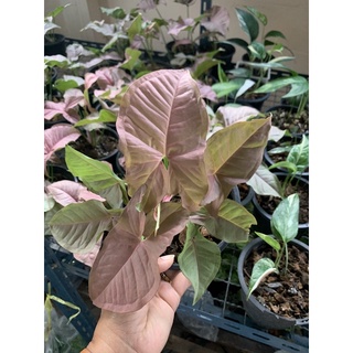 ต้นออมชมพู ฟอมสวย ต้นแข็งแรง( PINK SYNGONIUM) ส่งพร้อมกระถาง 5.5 นิ้ว