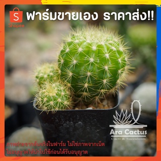 สวนขายเอง! ดาวล้อมเดือนฟอร์มกอ Echinopsis calochlora ไซส์กระถาง 2 นิ้ว แคคตัส กระบองเพชร ต้นไม้ประดับ อวบน้ำ แคนตัส