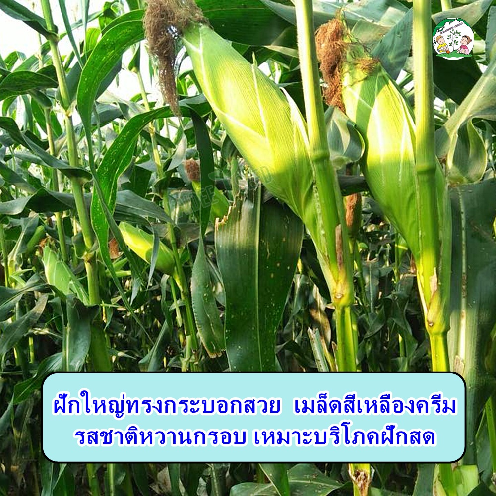 เมล็ดข้าวโพดหวาน หวานสวีท ขนาด500กรัม ตราตะวันต้นกล้า เมล็ดข้าวโพด เมล็ดพันธุ์ข้าวโพด ราคา ถูกที่สุด ดีลบีเคเค แกลเลอรีภาพที่ 9