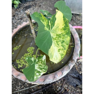 ขายดี สวนครัว/เมล็ดอวบอ้วน100%บอนนาญี่ปุ่น Colocasia yellow splashเมล็ดพืชคุณภาพสูงWhiteMixRuss/อินทรีย์ คละ สวนครัว ดอก