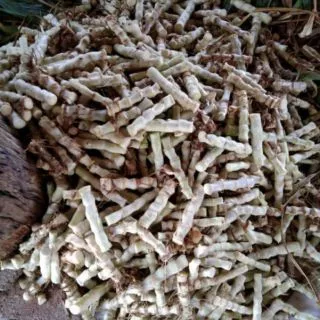 ต้นพันธุ์หญ้าหวานอิสราเอล 100 ท่อน