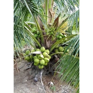 🌴🌴พันธุ์มะพร้าวน้ำหอมบ้านแพ้วต้นเตี้ยแท้💯%🌴เกต1🌴 รับประกันพันธุ์แท้ 100%