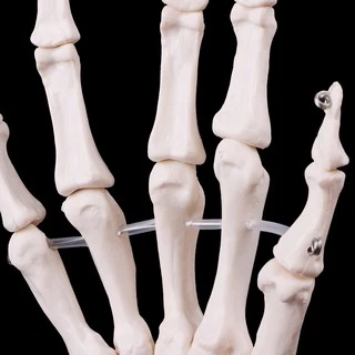 *❤❤Hand Joint Anatomical Skeleton Model Medical Anatomy Study Tool Life Size