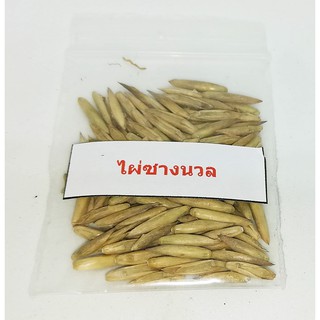 ลดราคาถูกพิเศษ เมล็ดพันธุ์ไผ่ซางนวล Dendrocalamus membranaceus ไผ่นวล หญ้ายักษ์ พืชเศรษฐกิจ เครื่องจักรสาน 100 เมล็ด