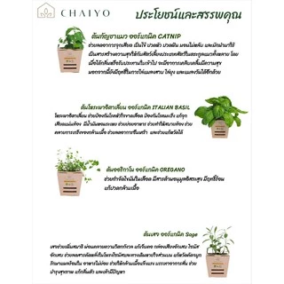 ต้นแคทนิปสมุนไพรสำหรับแมว ออร์แกนิค Organic Catnip และต้นสมุนไพรออร์แกนิค Organic Herbs (เลือกชนิดที่ตัวเลือก)