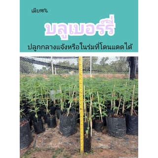 ต้นบลูเบอร์รี่ ต้นแท้ตรงปก