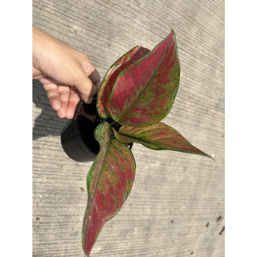 มุมมอง 3