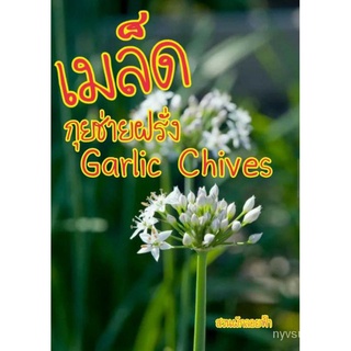 ขายดี สวนครัว/เมล็ดพันธุ์ กุยช่ายฝรั่ง 50เมล็ด Garlic Chives Seed เมล็ดพันธุ์แท้ นำเข้าจากต่างป/เมล็ด เมล็ดพันธุ์ ต้น