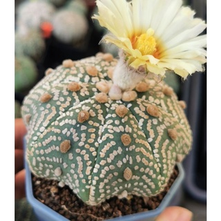 แอสโตรไฟตั้ม super v  เว้านิดๆ #แคสตัส castus​ astrophytum แอสโตร แอสโตร​ไ​ฟตั้​ม แอสโตรไฟตัม กระบองเพชร แอสโตรวี