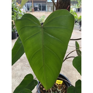 ฟิโลเดนดรอนมรกตแดง Red Emerald Philodendron  ไม้ฟอกอากาศ พร้อมกระถาง 8 นิ้ว (1ต้น/แพค)