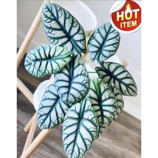 อโลคาเซีย หนังช้าง ซิลเวอร์ดราก้อน alocasia silver dragon &amp; Alocasia Nebula มาในกระถางพร้อมตั้ง