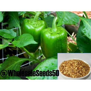 เมล็ด ขายดี/พริกหวานแคลิฟอร์เนียสีเขียว - Green Sweet Pepper(ฟรีคู่มือการปลูก)/เมล็ด เมล็ดพันธุ์ ต้น