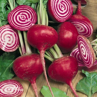 เมล็ดพันธุ์ ชิออกเจีย บีทรูท ( Chioggia Beetroot Seed) บรรจุ 30 เมล็ด ของแท้ คุณภาพดี ราคาถูก นำเข้าจากต่างประเทศ