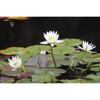 7 เมล็ด เมล็ดบัว สีขาว ดอกเล็ก สายพันธุ์เมล็ดบัว ดอกบัว Lotus seeds