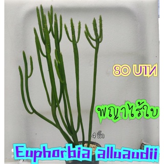 พญาไรใบ Euphorbia alluaudii