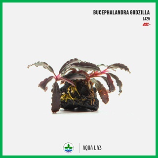 [APC] Bucephalandra kedagang red / godzilla (บูเซปก็อตซิล่า)…