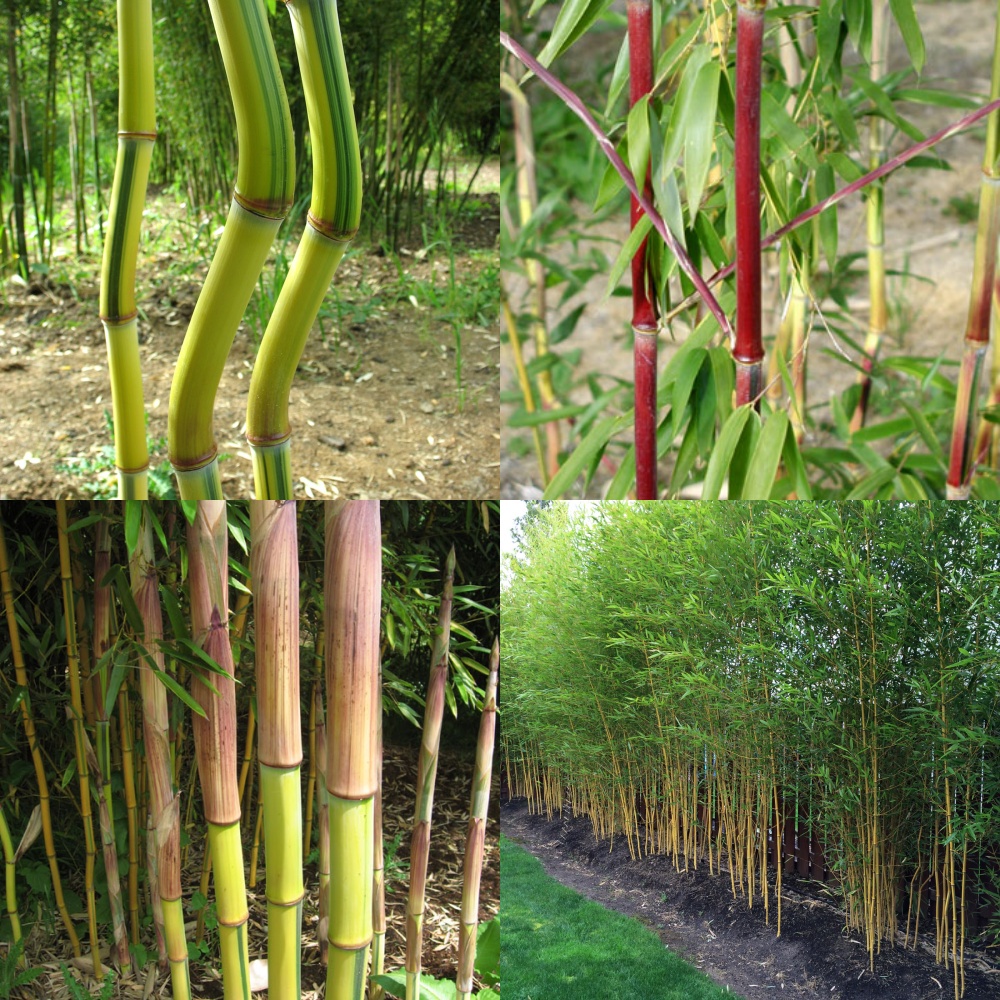 เมล็ดไผ่ เมล็ดไผ่ลำเดี่ยวลำเหลือง นำเข้า ชื่อสามัญ  '' Phyllostachys spectabilis'' เป็นไผ่ประดับ สวยงาม นิยมในต่างประเทศ