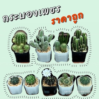 กระบองเพชร 🌵 ราคาถูก (จัดส่งทั้งกระถาง) กระถางขนาด 2 นิ้ว