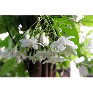 หัวน้ำหอม ดอกโมก  000974