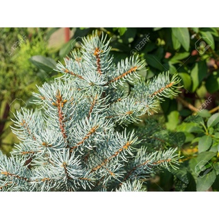 เมล็ดพันธุ์ Picea glauca white spruce 10 เมล็ด เมล็ดพันธุ์นำเข้าจาก ยุโรป อัตราการงอก 90 % ส่งพร้อมคู่มือการปลูก