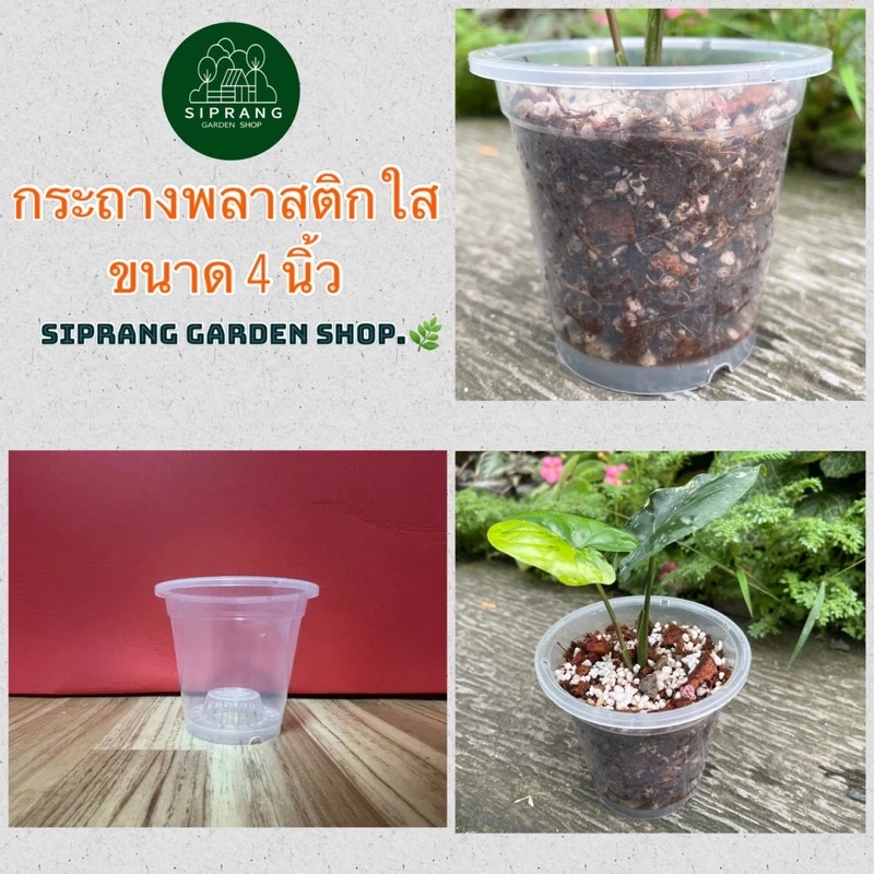 กระถางพลาสติกใสพรีเมี่ยม ขนาด 4 นิ้ว Siprang Garden Shop 🪴 สำหรับต้นไม้ที่คุณรัก ❤️