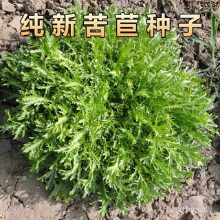 Chicory seed bitter chrysanthemum rapeseed seed bud seed single seed lettuce chicory seededเมล็ดเชีย เมล็ดกุหลาบ เมล็ดดอ