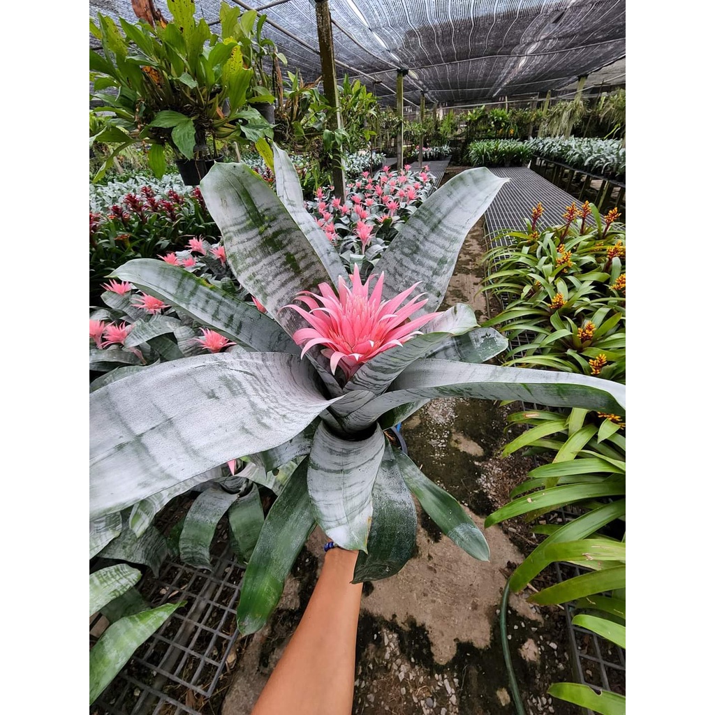 (1ต้น) ต้น Aechmea fasciata ต้นสับปะรดสี สี ชมพู  สีดอกชมพู สับปะรดสี สับปะรดสีชมพู สับปะรด ต้นสับปะ