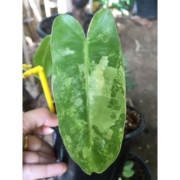 Philodendron burle marx variegated เบอร์มาร์คด่าง