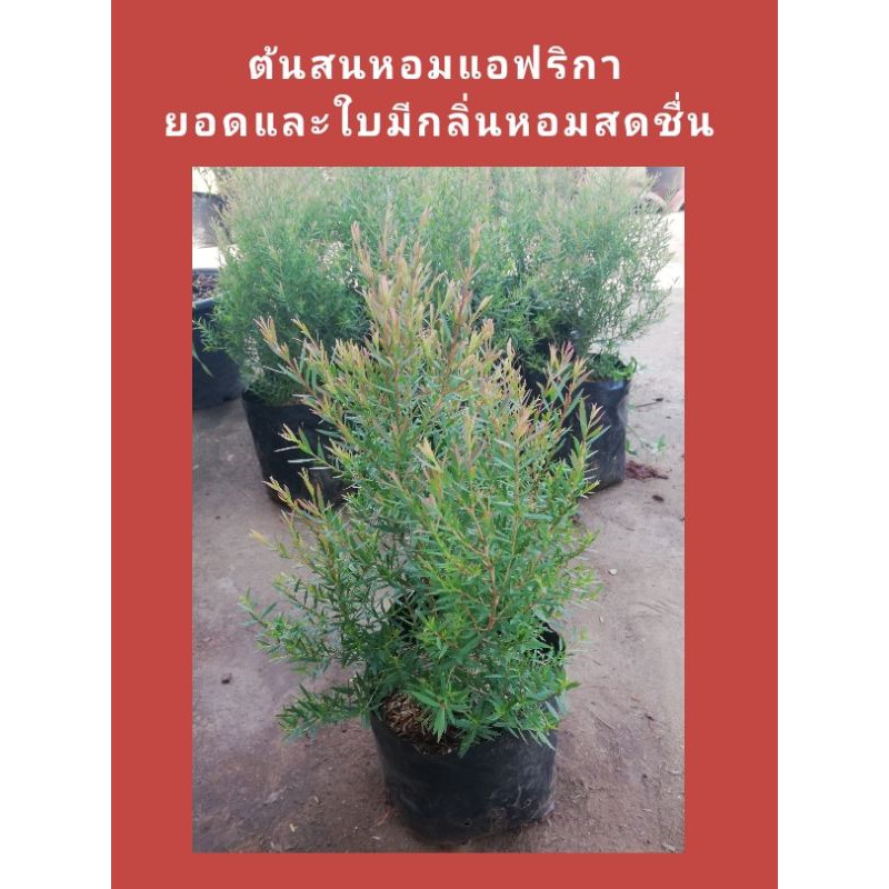 ต้นสนหอมแอฟริกา​ สูง​ 30​ ซม.​ ราคา​ 45 บาทค่ะ