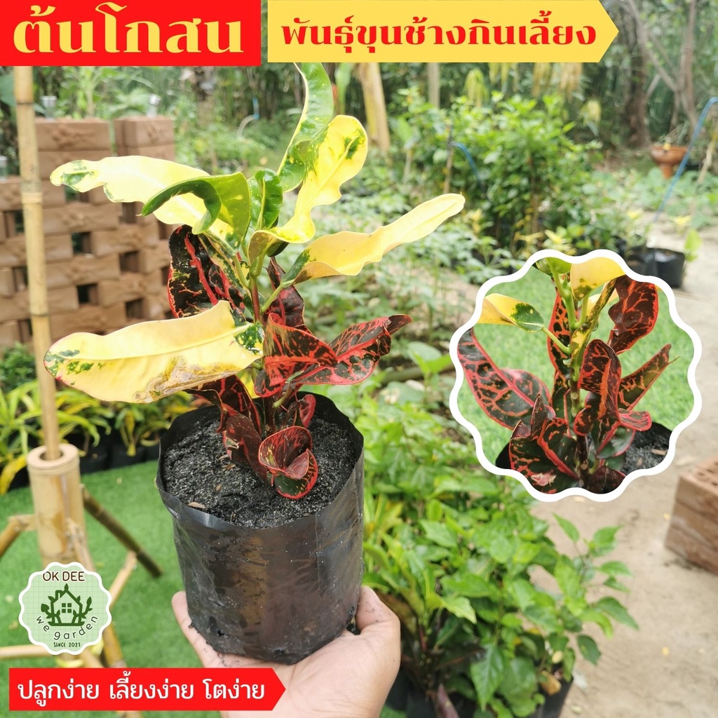 ต้น โกสนขุนช้างกินเลี้ยง [Croton] โกศลขุนช้างกินเลี้ยง