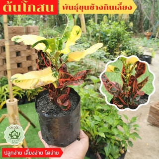 ต้น โกสนขุนช้างกินเลี้ยง [Croton] โกศลขุนช้างกินเลี้ยง