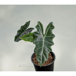 Alocasia pseudosanderiana