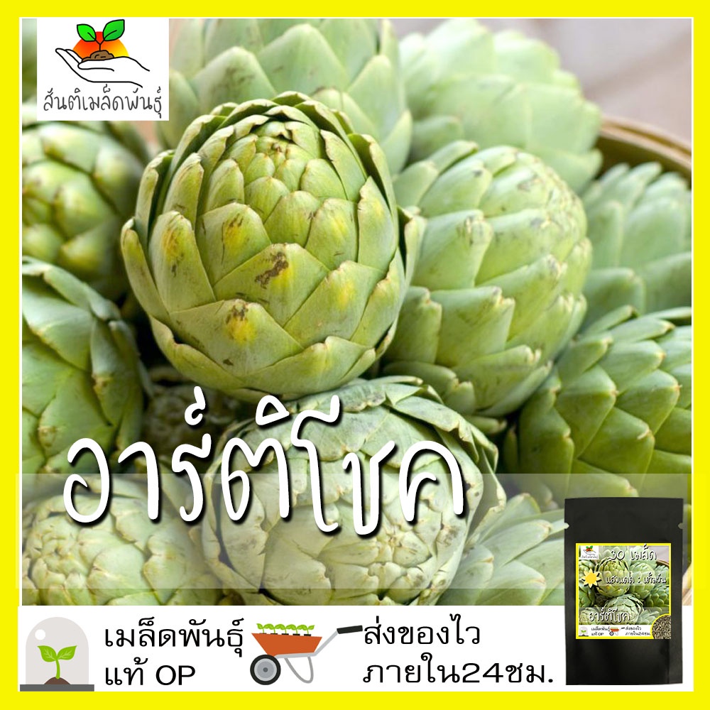 เมล็ดพันธุ์ อาร์ติโชค 30 เมล็ด Green Globe Artichoke seed เมล็ดพันธุ์แท้ นำเข้าจากต่างประเทศ100% ดอก