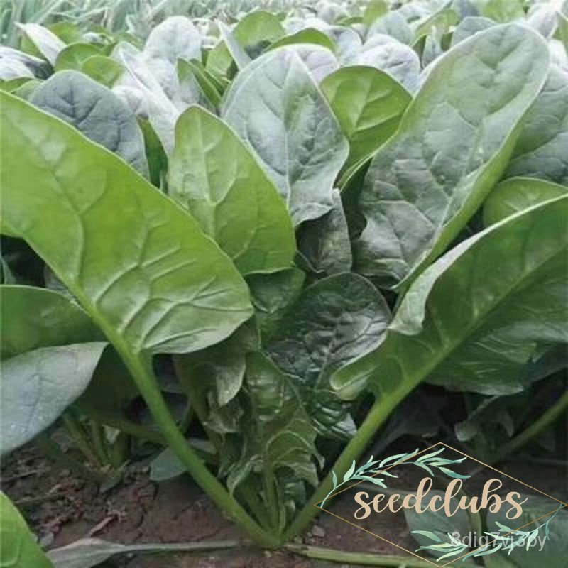 20pcs Spinach Variety Seeds Vegetable Seedsผักชีแม่และเด็กพาสต้าบ้านและ