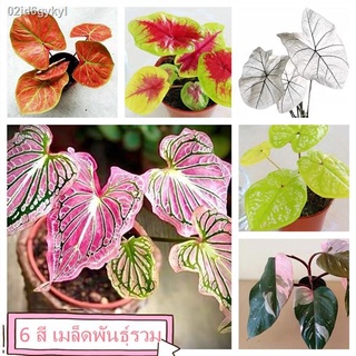 02id6gykyl100pcs Mixed Colors Caladium Seeds ต้นไม้มงคล บอนไซ บอนต้นสีแปลกๆ flower seeds บอนสี เมล็ดดอกไม้ เมล็ดบอนสี เม