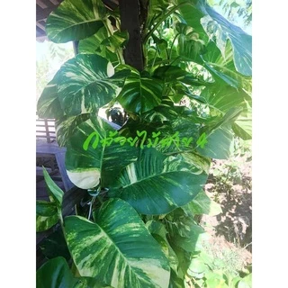 ต้นพลูด่างยักษ์ กระถาง 6 นิ้ว (Epipremnum aureum) ไม้ฟอกอากาศ พร้อมเสาใยมะพร้าว ความสูง 55 ซม.