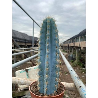 พร้อมส่งค่ะ!! กระบองเพชร ไม้ลำ ไม้อวบน้ำ Pilosocereus pachycladus พิโลโซซีรีอุส ตอฟ้า