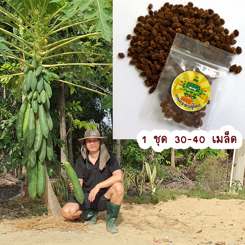 เมล็ดมะละกอครั่ง สุดยอดมะละกอส้มตำ อร่อยมาก 1 ชุด 30-40 เม็ด